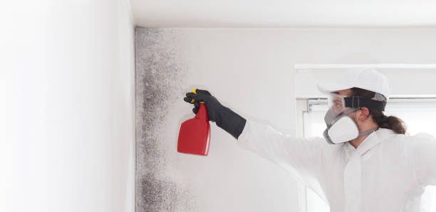 Best Toxic Mold Removal  in Platteville, CO