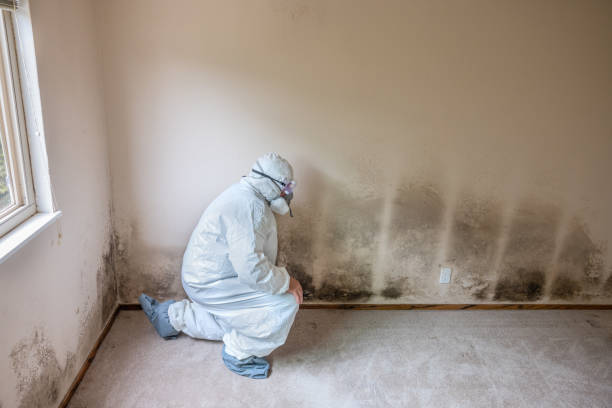 Certified Mold Removal in Platteville, CO